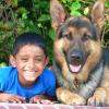 Dogs
